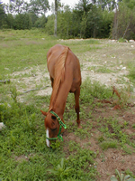 Colista grazing